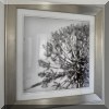 A22. Framed close-up allium photograph. 